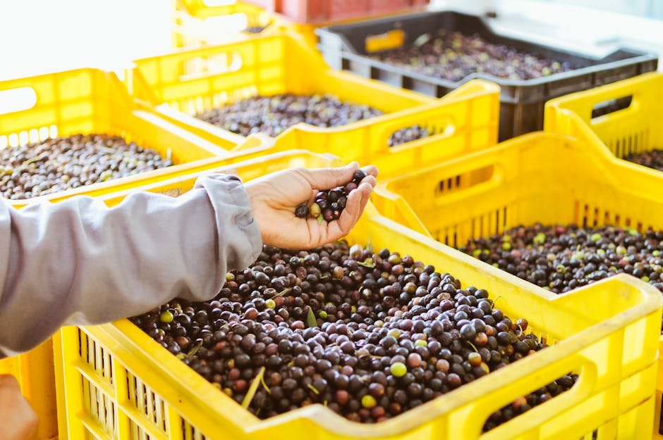 Aydın’da Zeytin Hasadı Sezonu Erken Başladı