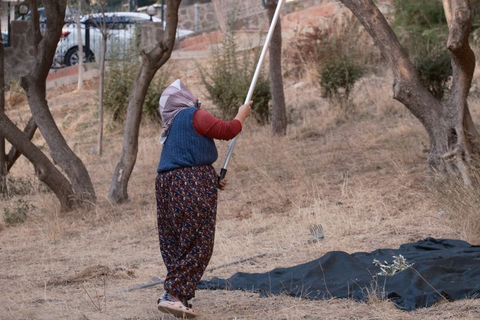 Akhisar Zeytinliğinde Hasat Öncesi Kuraklık Alarmı: Üretici Kaygılı
